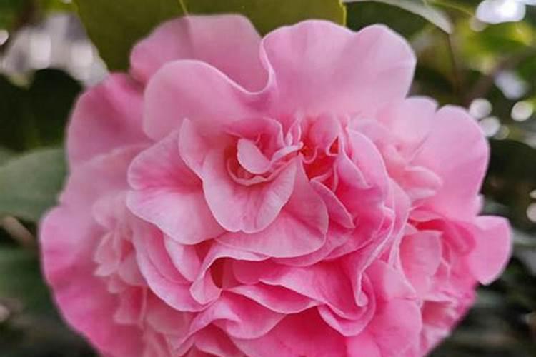 秋季已现花苞的茶花如何施肥和促花 要注意几件事