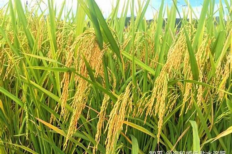 水稻已经鼓泡了撒肥效果怎么样？