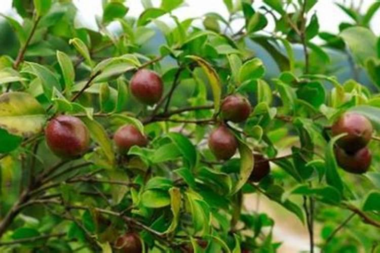 油茶树施什么肥长得快