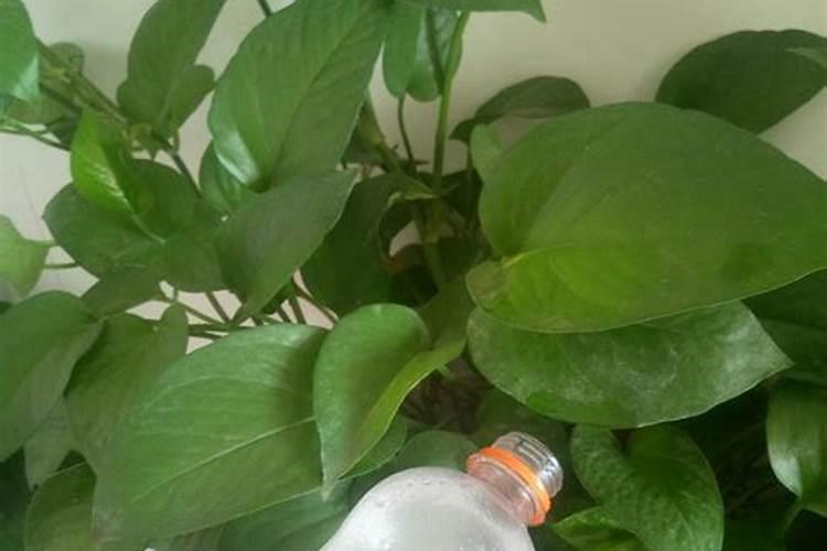 植物叶子油亮用什么肥(叶子油光发亮)