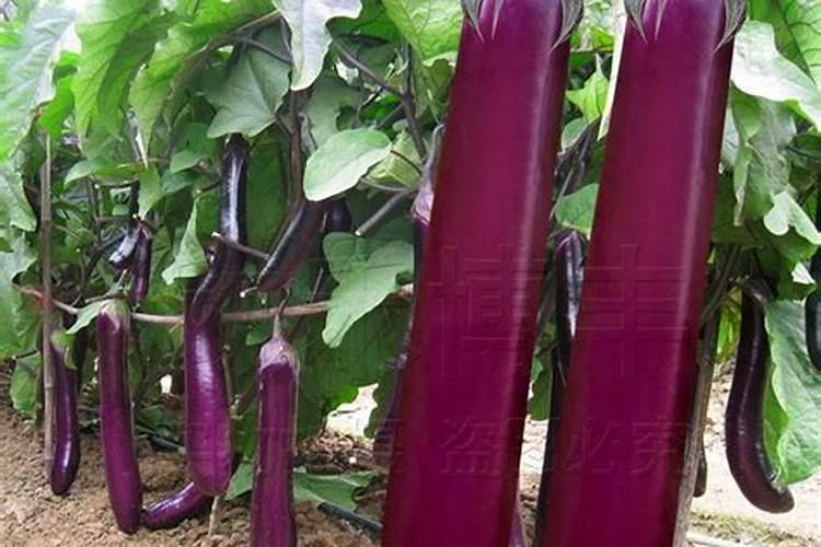 茄子如何进行叶面施肥？