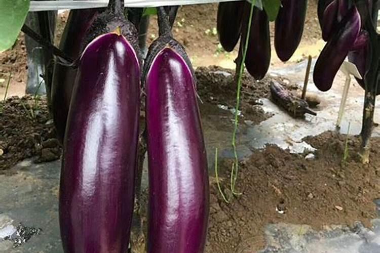 茄子施肥时间和施肥量