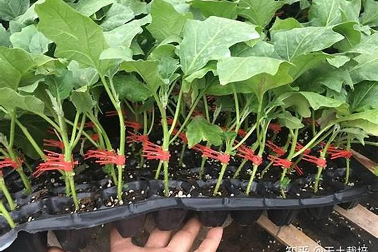 黑宝茄子上什么肥好