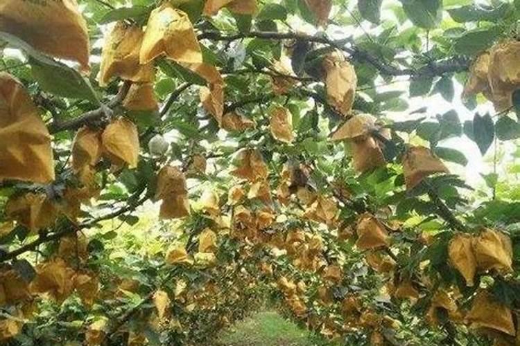 叶面肥哪个厂家最好