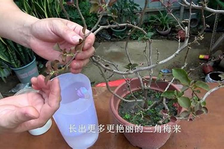 三角梅如何催花 正确的施肥方法