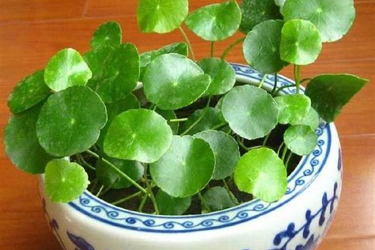 辣椒叶面喷施磷酸二氢钾和尿素好吗