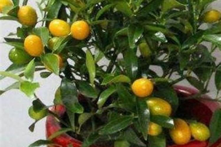 盆栽金钱桔的养殖方法有哪些？