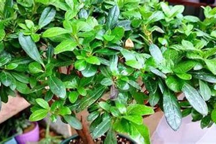 花刚种下去可以施肥吗 什么时候施肥更合适