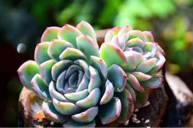 蝴蝶兰换盆后多久施肥