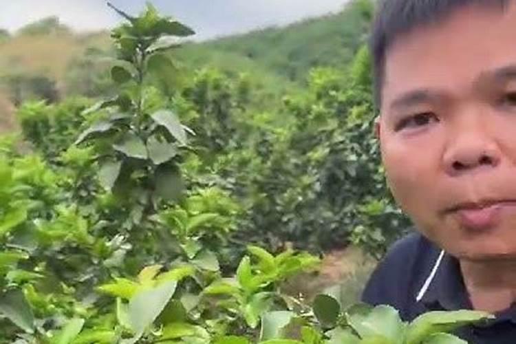 桐麸对果树的作用