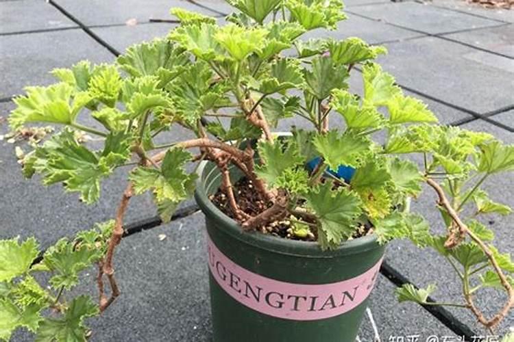 天竺葵施什么肥好,天竺葵怎么施肥？