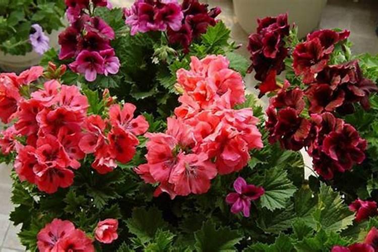 天竺葵浇什么肥料合适