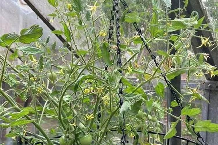 番茄挂果了怎样施肥