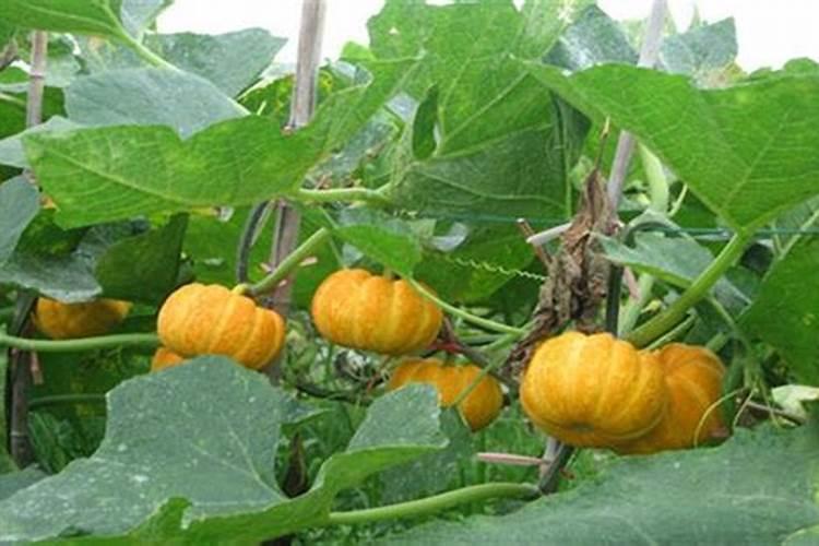 硼肥的作用与功效