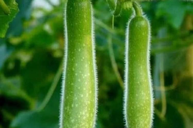 瓠瓜的种植方法和时间