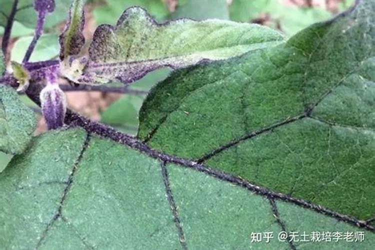 拱棚种茄子用什么底肥？蓟马怎么防治？