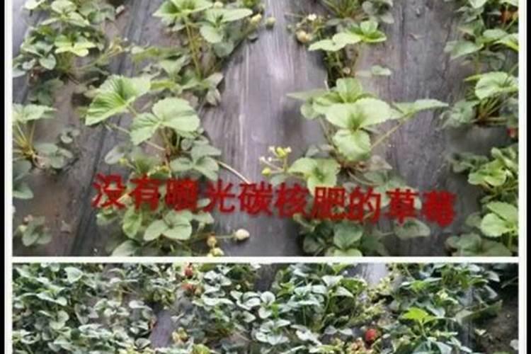 光碳核肥是不是传销