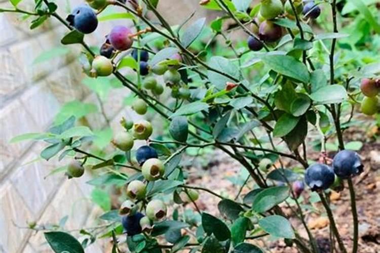 蓝莓开花期怎样浇水施肥