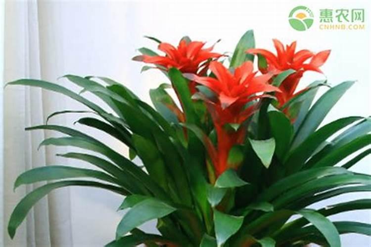 植物白粉病如何防治