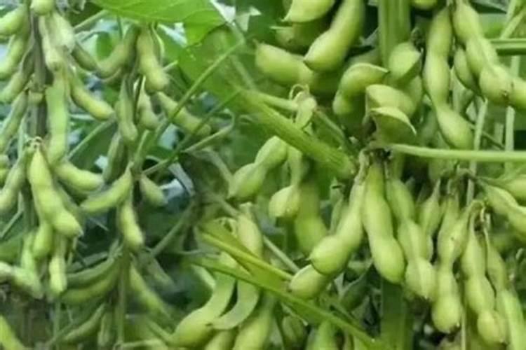 种植毛豆需要施什么肥