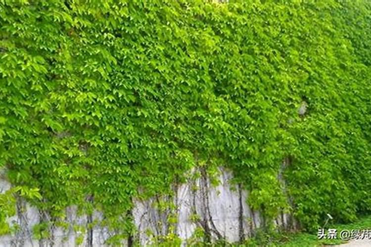 爬山虎施肥方法,用什么肥好