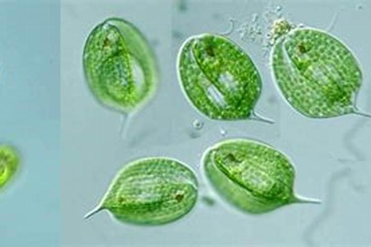 蓝藻,裸藻多的池塘应多施磷肥还是氮肥