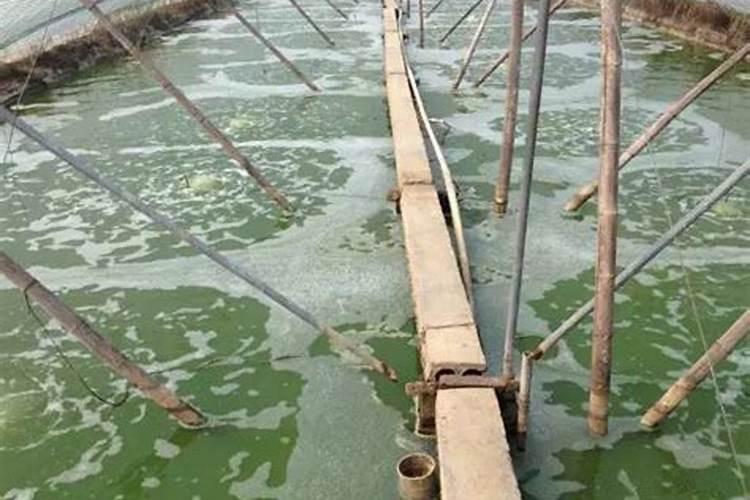 什么颜色的水适合养鱼？