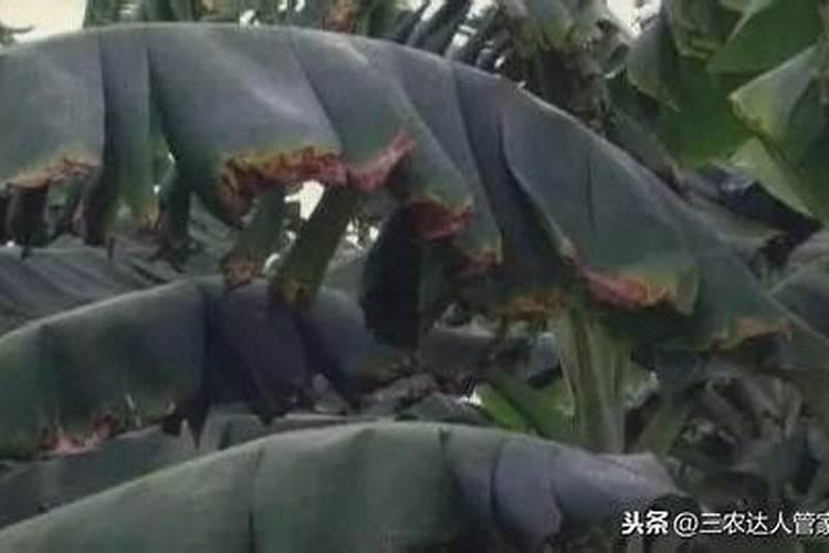 大家帮忙看看香蕉叶子垮掉是什么原因,图片上传了,谢谢