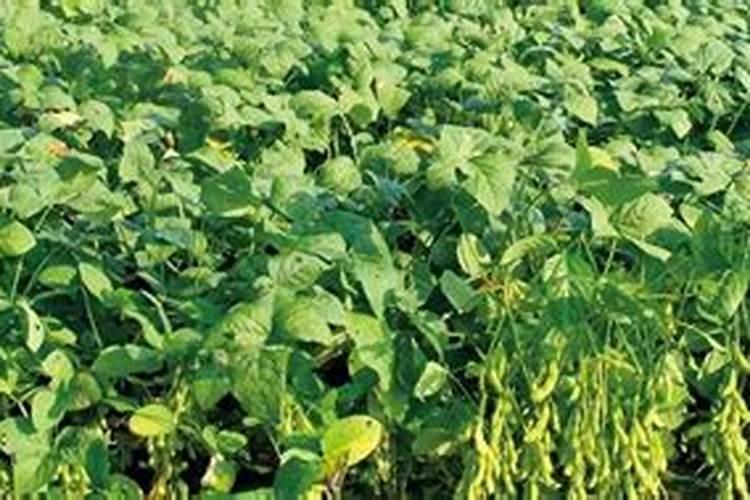 豇豆高产施肥,适合用什么肥料？需要注意什么？