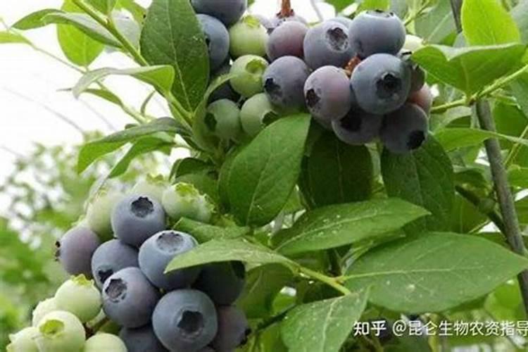 蓝莓壮枝用什么叶面肥好