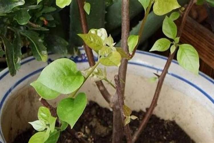 三角梅如何如何施肥