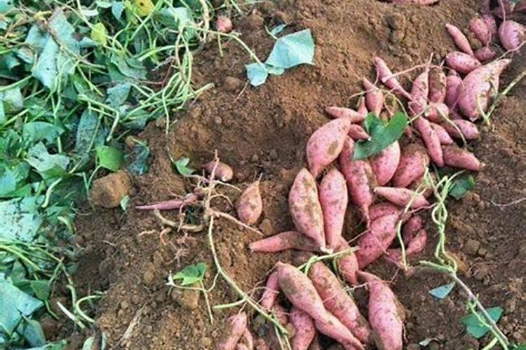 氯化钾肥料的作用及用途