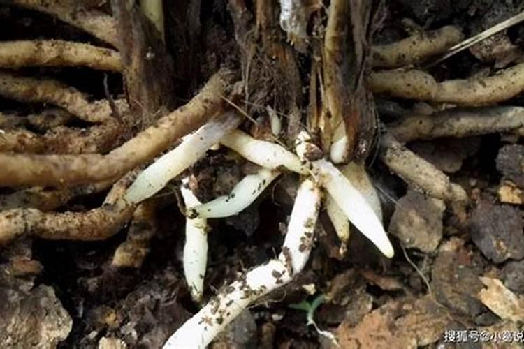 天然的氮磷钾肥有哪些