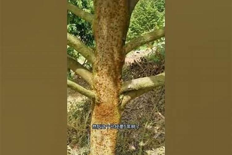 怎样给有花苞的杜鹃施肥