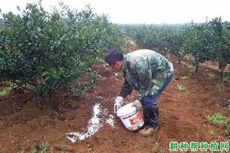 什么是悬浮液体水溶肥？开金悬浮液体水溶肥效果咋样？