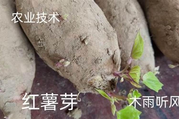 红薯的种植时间和方法