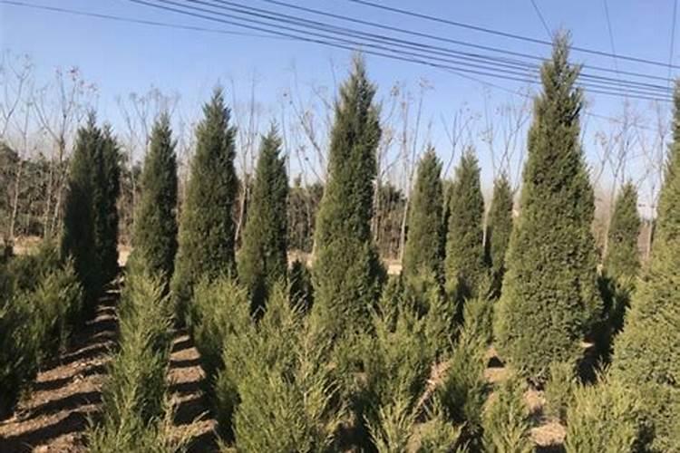 黄柏树苗木质化要用什么肥尿