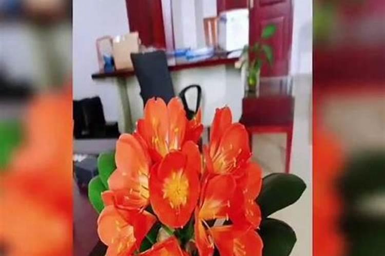 君子兰换盆以后都有哪些服盆方法