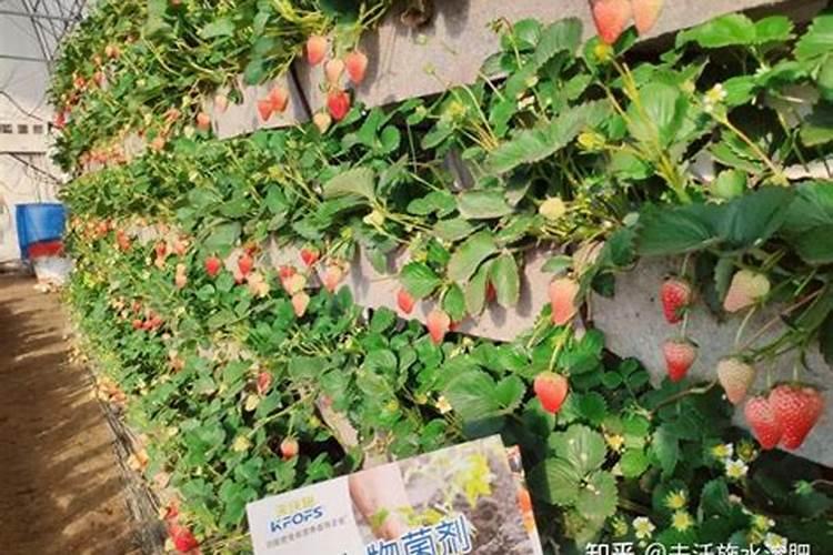 鱼蛋白使用注意事项