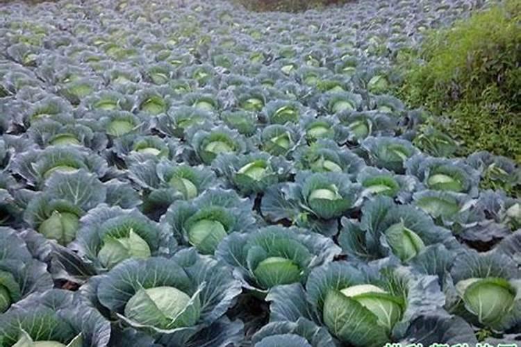 龙眼什么时候施肥？老种植户为您解答,掌握施肥时间才能有好收成百度...