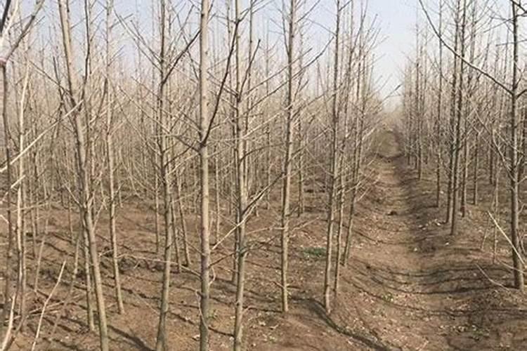 银杏盆栽适合在家养吗 银杏盆栽在室内养好吗