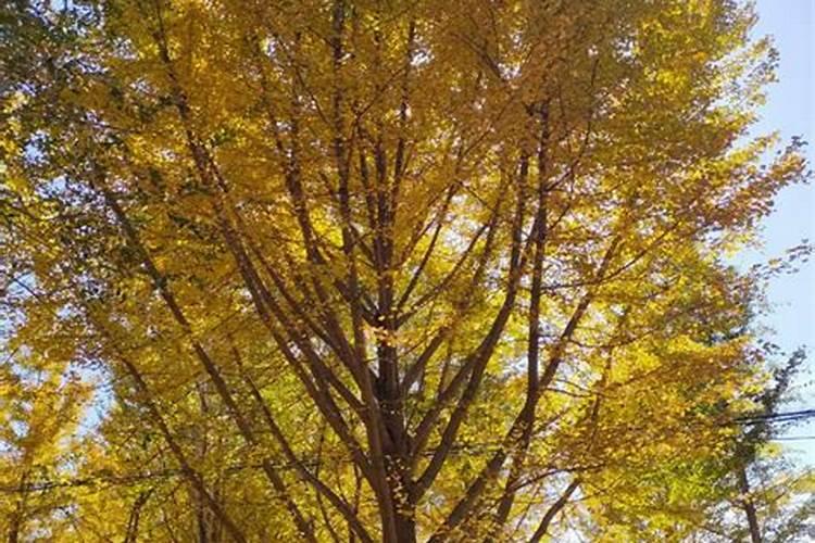 阳台如何养银杏