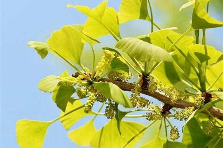 银杏盆栽适合在家养吗 银杏盆栽在室内养好吗