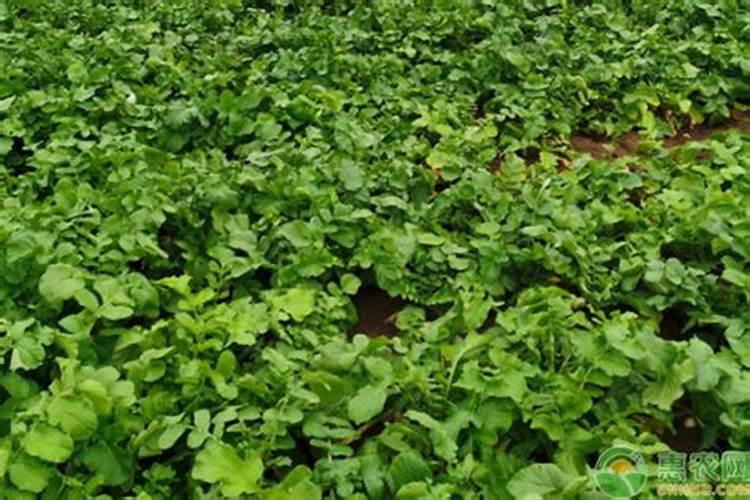 白萝卜黄心怎么预防？