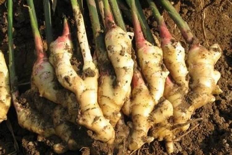 生姜种植方法、应该纠正灌溉意识、提倡氮磷钾平衡施肥