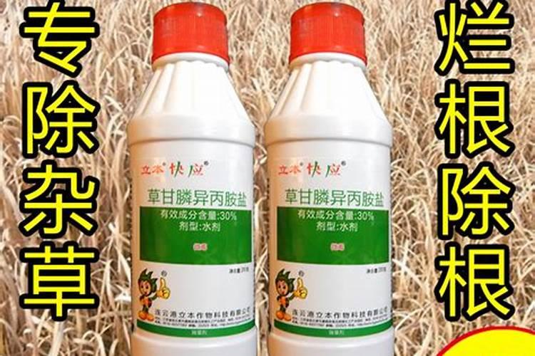 铁线莲枯萎病的处理方法