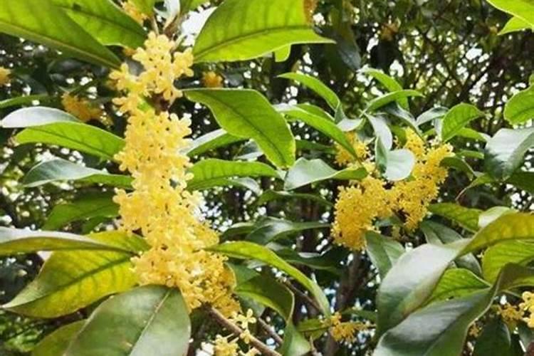 桂花树光剩杆了,不发芽咋办？