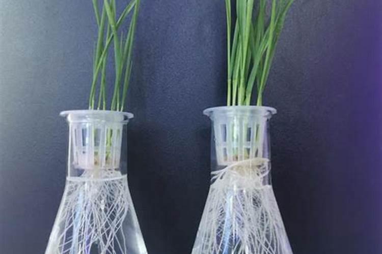 蓝莓幼苗用什么土长得好？