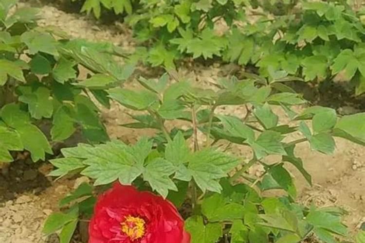 牡丹花喂什么肥开花更鲜艳