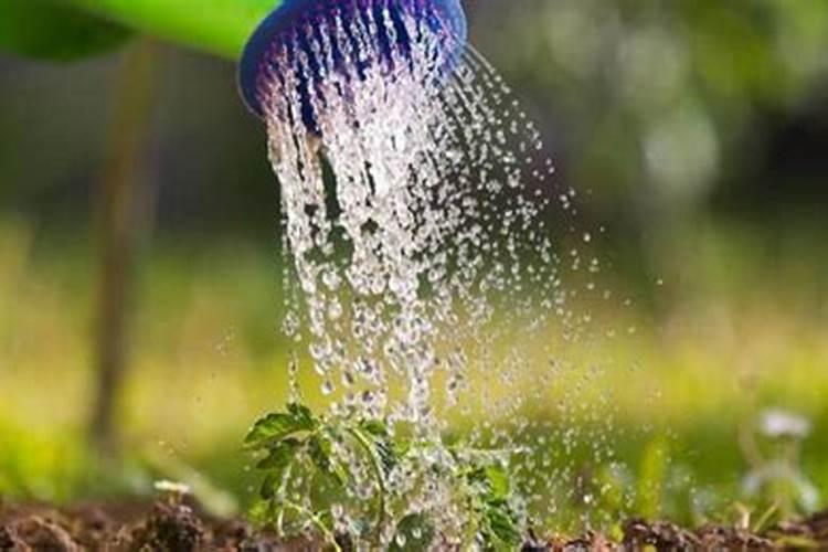 叶面肥什么时候打合适